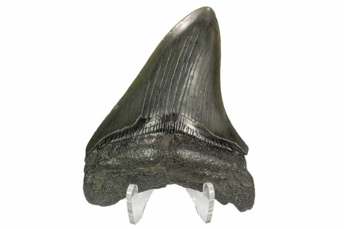 Fossil Megalodon Tooth - South Carolina #125342